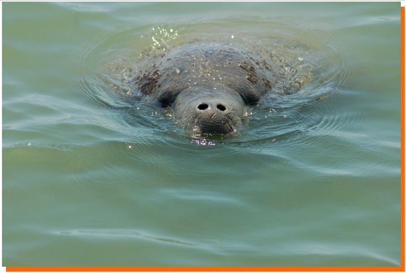 miami beach manatee